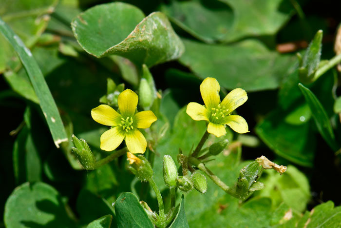 Oxalis corniculata, Creeping Woodsorrel